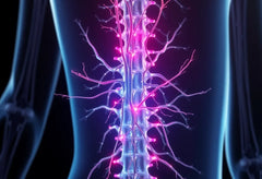 Entdecke die faszinierende Welt der nerven der wirbelsäule