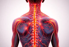 Entdecke das faszinierende Netzwerk der nervenbahnen im rücken