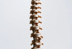 Ein Blick in die Tiefe: die faszinierende Anatomie der wirbelsäule entdecken